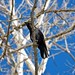 Dennis Crow Photo 29