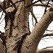 Ray Birch Photo 39