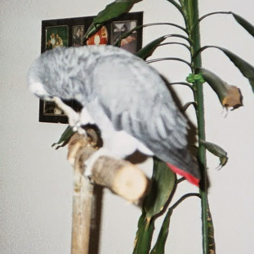 Robert Autenrieth Photo 3