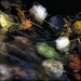 Debby Evans Photo 36