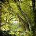 William Willow Photo 24