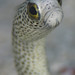 Jason Isley Photo 27