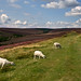 Heather Moor Photo 26