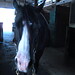 Julie Davie Photo 23