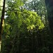 Jerry Samuels Photo 27