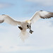 Chris Noga Photo 10