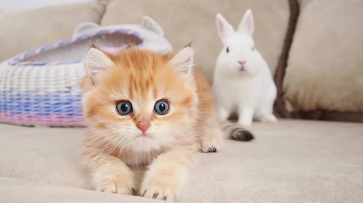 Bunny Cates Photo 6