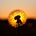 Michael Darrow Photo 40