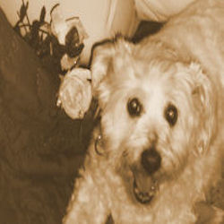 Marcie Cook Photo 11