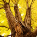 James Maple Photo 33