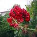 Odessa Rose Photo 28