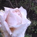 Dewey Rose Photo 22