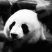Way Cheng Photo 21