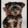Sharon Tubbs Photo 20