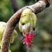 Hazel Flowers Photo 16