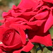 Rose Marin Photo 36