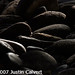 Justin Calvert Photo 39