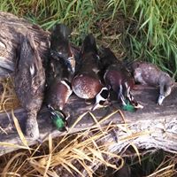 Jacob Whitehead Photo 6