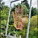 David Palm Photo 40