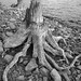 Evelyn Root Photo 19