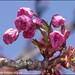 Cherry Smith Photo 37