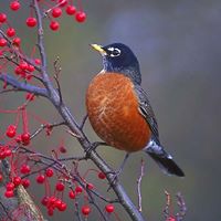 Robin Bird Photo 4