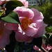 Camellia Livingston Photo 3