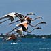 Tony Pinedo Photo 31
