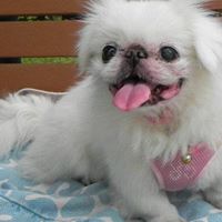Tina Chong Photo 4