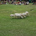 Timothy Shepherd Photo 41