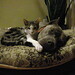 Andrew Nickels Photo 39