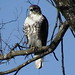 Austin Hawk Photo 38