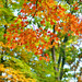 Autumn Burns Photo 37