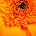 Debra Woolard Photo 20