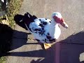 Duck Yoo Photo 6