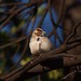 Barbara Sparrow Photo 24