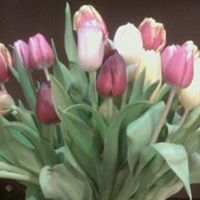 Marianne Herman Photo 2