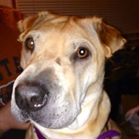 Sheryl Smith Photo 4
