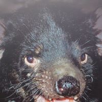 Charles Norris Photo 11