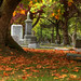 Ross Page Photo 29