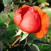 Felix Rose Photo 31