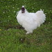 Edward Wing Photo 26