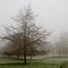 Misty King Photo 43