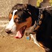 Louis Halley Photo 17