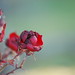 Rose Robles Photo 36