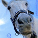 Anthony Carro Photo 14