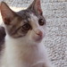 John Gato Photo 25