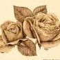 Rose Lovell Photo 4