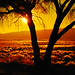 Martin Golden Photo 33