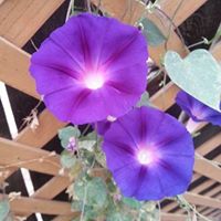 Donna Patino Photo 4